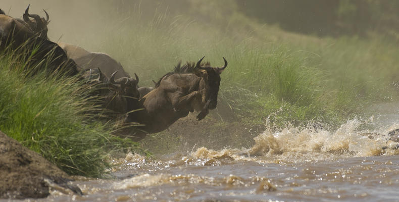 Offbeat Mara - Kenya's famous migration